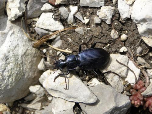Réf. 86 795 : Laemostenus alpinus