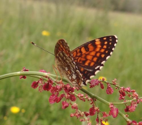 Réf. 86 597 : Melitaea diamina