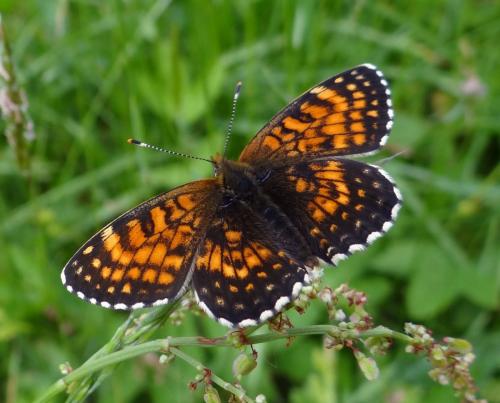 Réf. 86 515 : Melitaea diamina