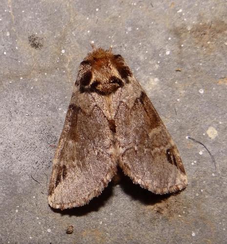 Réf. 86 674 : Drymonia melagona