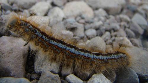Malacosoma sp.