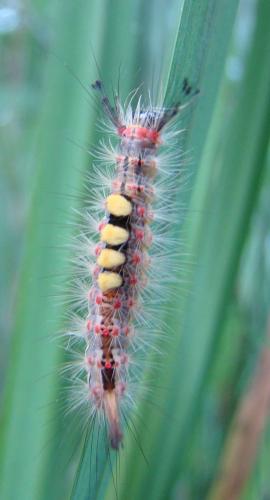 Orgyia antiqua