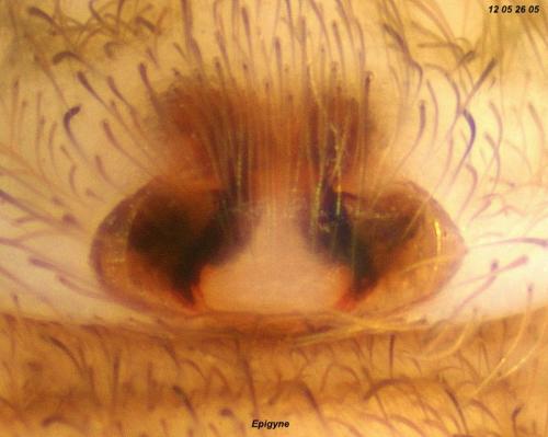 Drassodes lapidosus
