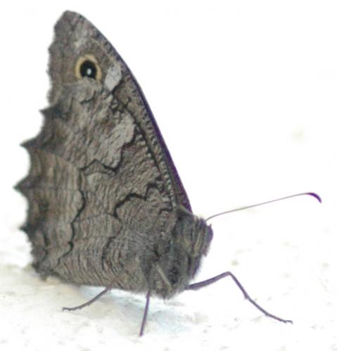 Réf. 86 324 : Hipparchia fatua