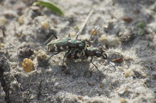 Réf. 86 487 : Cicindela hybrida