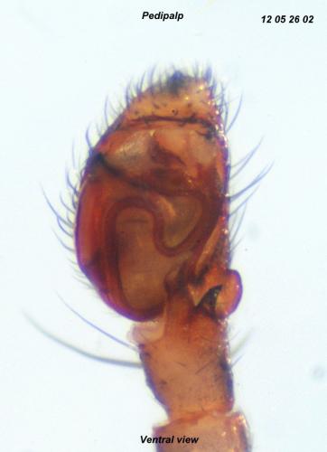 Réf. 86 932 : Pulchellodromus bistigma
