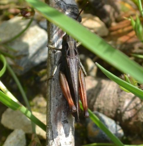 Réf. 86 815 : Omocestus rufipes