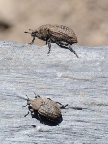 Minyops carinatus