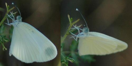 Leptidea sp.