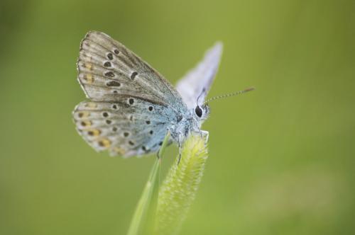 Plebejus sp.