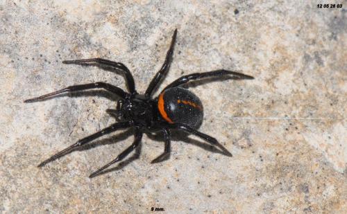 Steatoda paykulliana