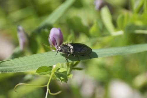 Paraphotistus impressus