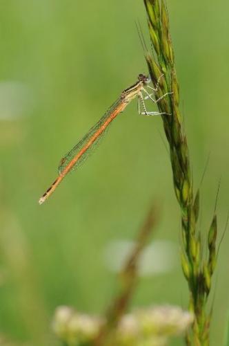 Réf. 86 006 : Platycnemis acutipennis