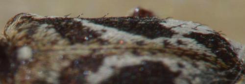 Ptinomorphus imperialis
