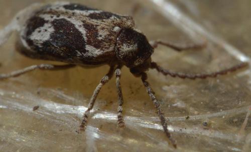 Ptinomorphus imperialis