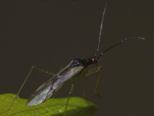 Dicyphus sp.