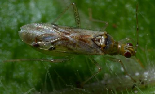 Dicyphus sp.
