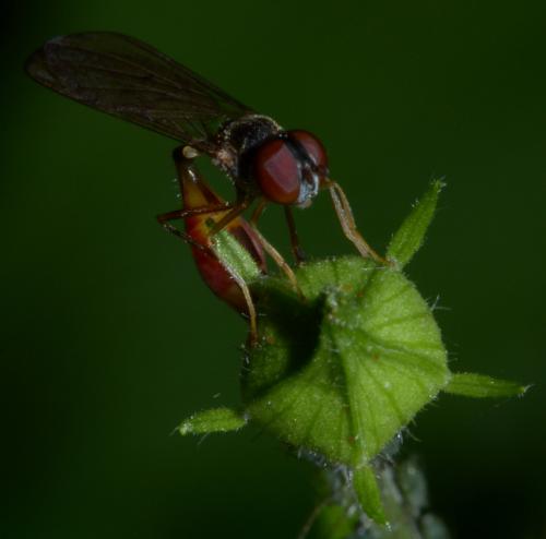Baccha elongata