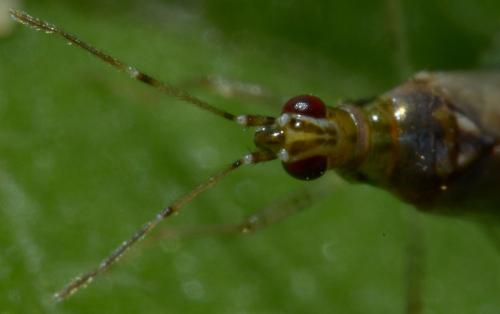 Dicyphus sp.