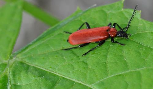 Réf. 86 114 : Pyrochroa coccinea