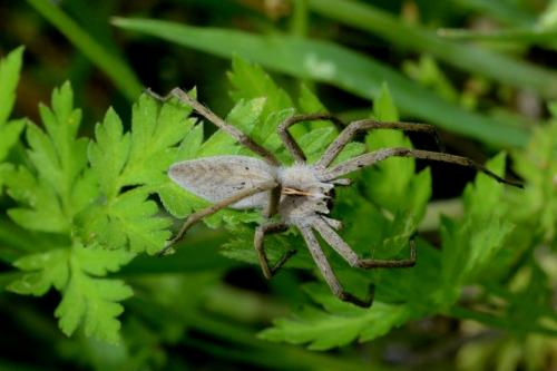 Pisaura mirabilis