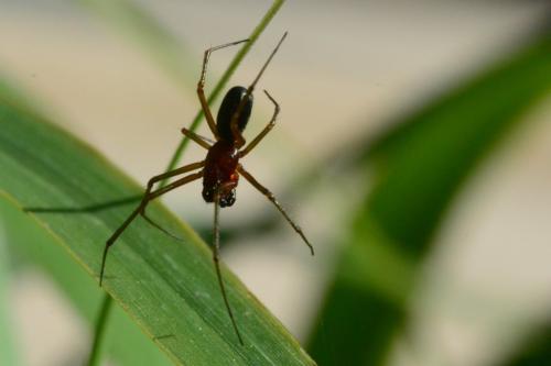 Réf. 86 937 : Frontinellina frutetorum