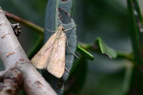 Nomophila noctuella