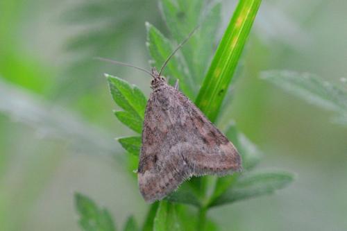 Pyrausta despicata
