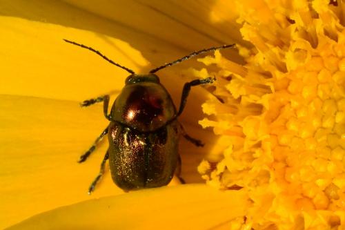Cryptocephalus sp.