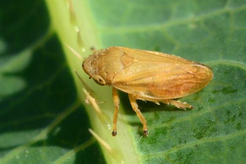 Philaenus spumarius