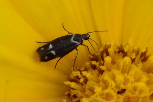 Réf. 86 428 : Scythris sp.