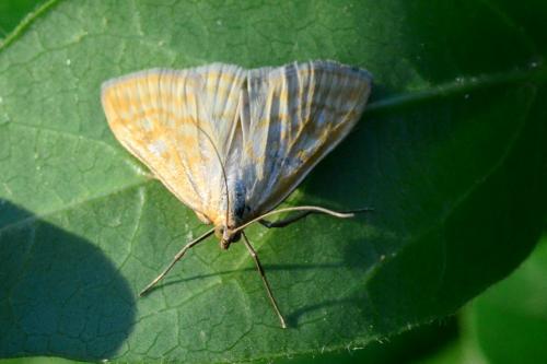 Réf. 86 388 : Sitochroa verticalis