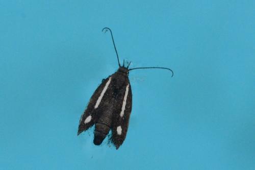Réf. 86 389 : Scythris punctivittella