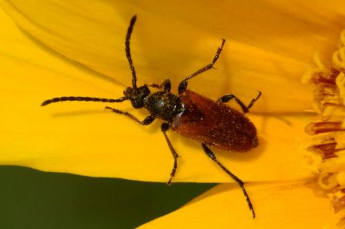 Pseudovadonia livida