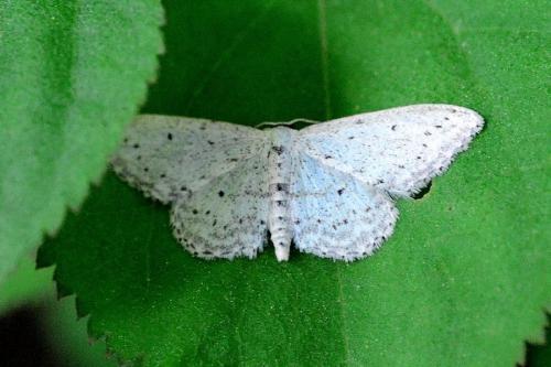 Idaea seriata