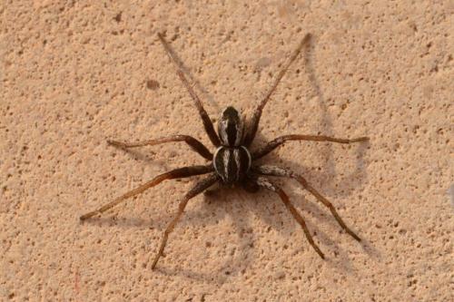 Thanatus sp.