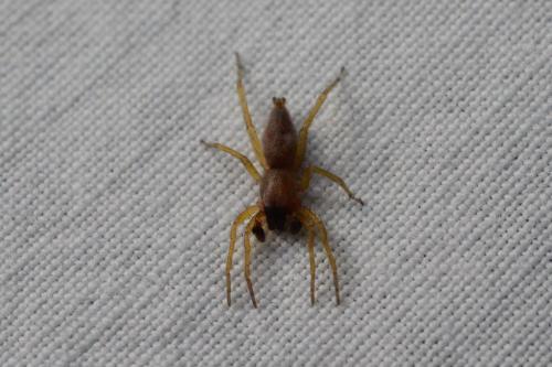 Clubiona sp.