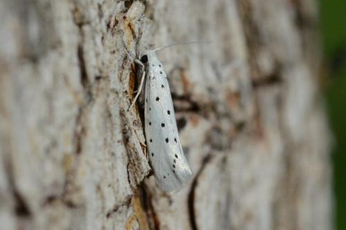 Yponomeuta sp.