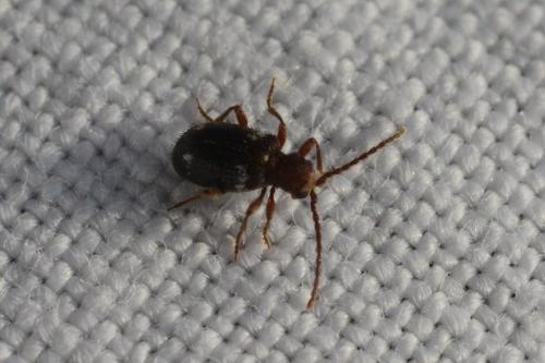 Réf. 86 444 : Ptinus sp.