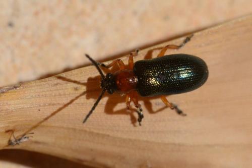 Oulema sp.