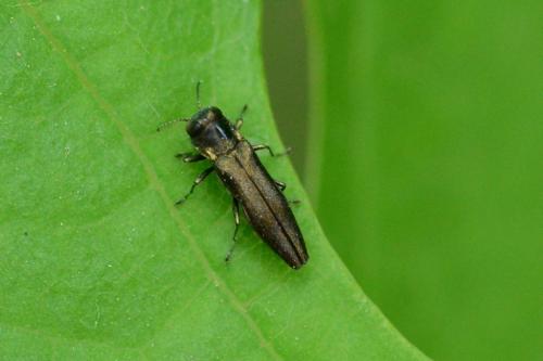 Réf. 86 670 : Agrilus hastulifer