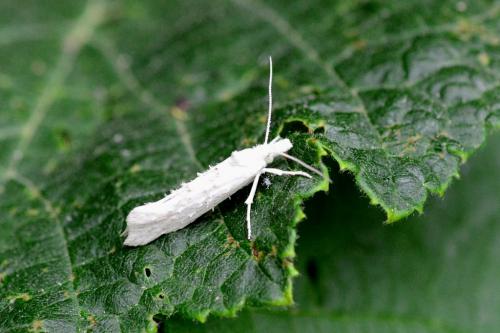 Réf. 86 725 : Ypsolopha persicella