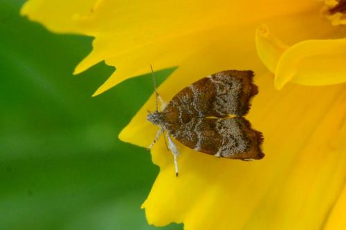 Réf. 86 671 : Choreutis nemorana