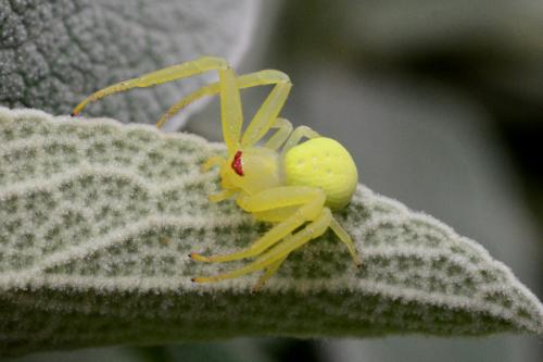 Misumena vatia