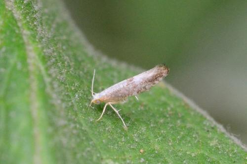 Argyresthia sp.