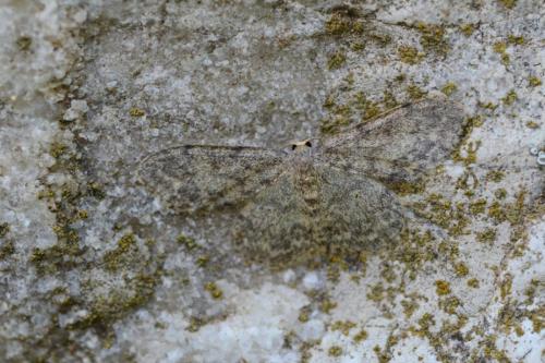 Réf. 86 622 : Idaea libycata