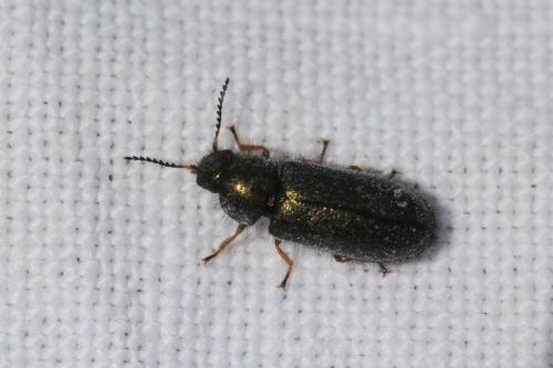 Aplocnemus sp.