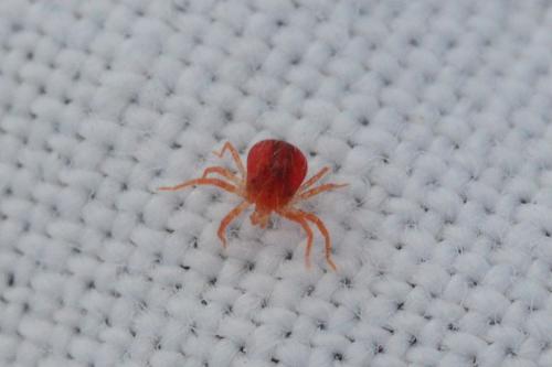 Anystis sp.
