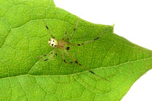 Réf. 86 728 : Heterotheridion nigrovariegatum