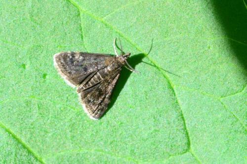 Heliothela wulfeniana